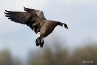 LCFL01788 Lesser Canada Geese