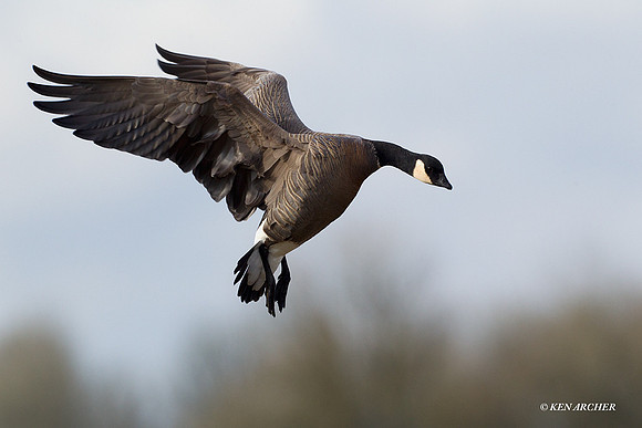 LCFL01788 Lesser Canada Geese