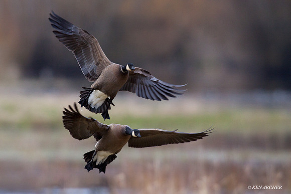 LCFL01450 Lesser Canada Geese