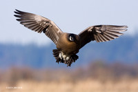 Lesser Canada Goose