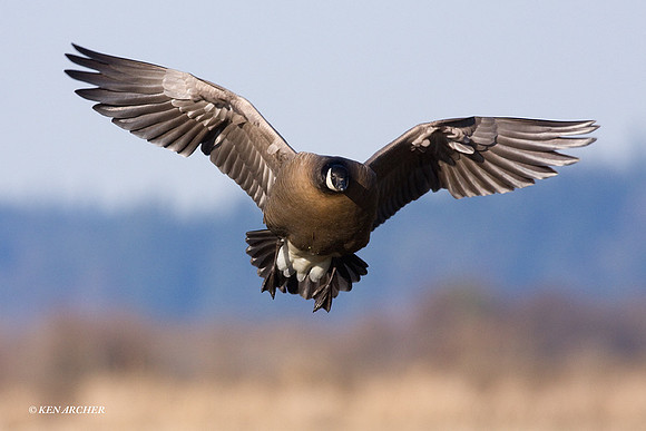Lesser Canada Goose