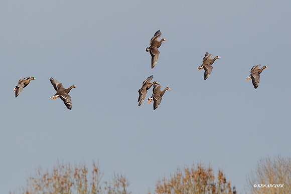 WFG00412 White-fronted Geese