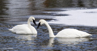 TWSW00219 Trumpeter Swan