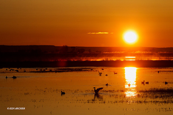 MSWL01192 - Multiple Species of Waterfowl