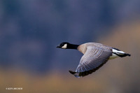 LCFL01838 Lesser Canada Geese