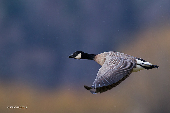 LCFL01838 Lesser Canada Geese