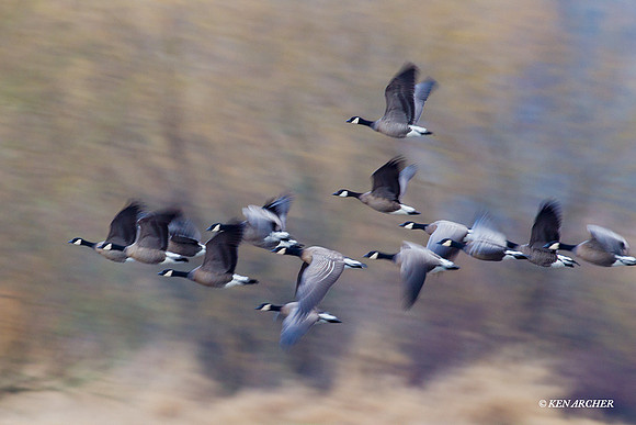 LCFL02304 Lesser Canada Geese