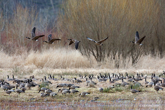 LCFL01696 Lesser Canada Geese