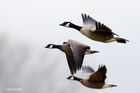 LCFL00949 Cackling Canada Geese