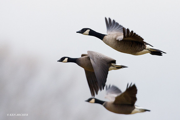 LCFL00949 Cackling Canada Geese