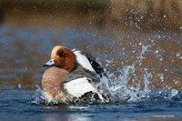 EWN00523 - Eurasian Widgeon