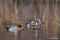 Eurasian Widgeon