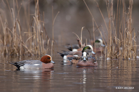 Eurasian Widgeon