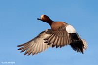 Eurasian Widgeon