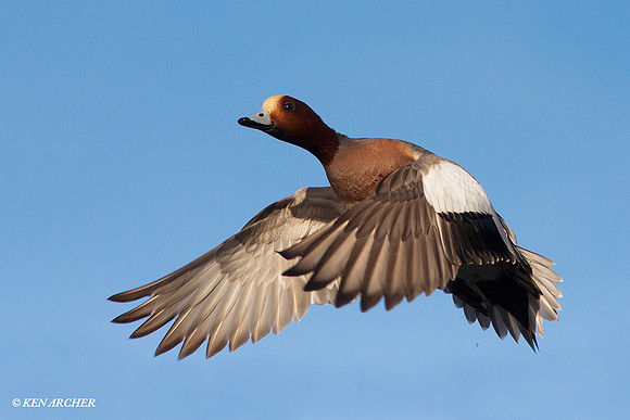 Eurasian Widgeon