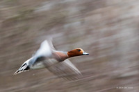 EWN00413 - Eurasian Widgeon