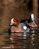 Eurasian Widgeon
