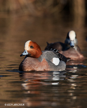 Eurasian Widgeon
