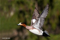 Eurasian, American Widgeon Hybrid - EWN00255