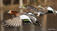 EWN00424 - Eurasian Widgeon