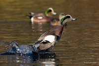 WNFL03754 - American Wigeon