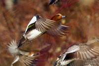 EWN00385 Eurasian Widgeon