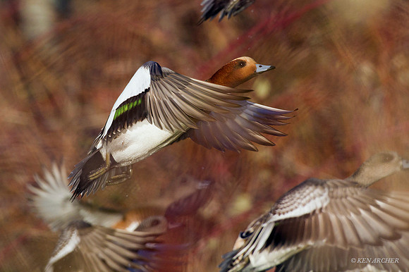 EWN00385 Eurasian Widgeon