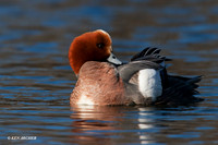 Eurasian Widgeon - EWN00094