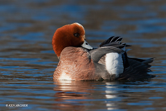 Eurasian Widgeon - EWN00094
