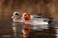 Eurasian Widgeon - EWN00221