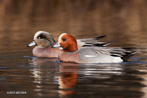 Eurasian Widgeon - EWN00221