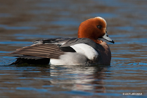 Eurasian Widgeon - EWN00097