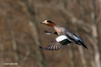 Eurasian, American Widgeon Hybrid