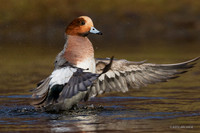 EWN00540 - Eurasian Wigeon