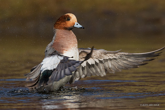 EWN00540 - Eurasian Wigeon