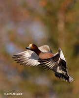 EWN00199 Eurasian Widgeon Duck