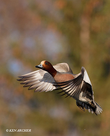 EWN00199 Eurasian Widgeon Duck