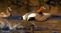 EWN00305 - Eurasian Widgeon
