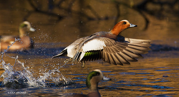 EWN00305 - Eurasian Widgeon