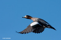 EWN00261 Eurasian, American Widgeon Hybrid