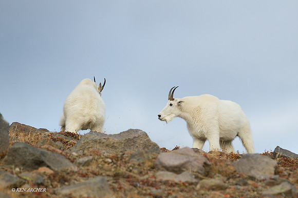 MNGT00153 - Mountain Goat
