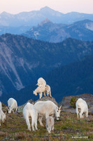 MNGT00099 - Mountain Goat