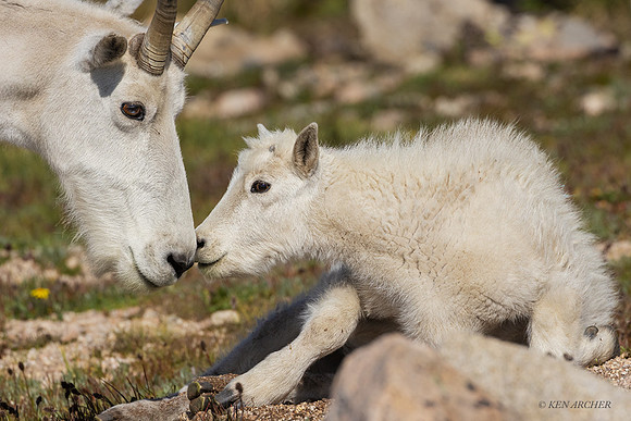 MNGT00688 - Mountain Goat