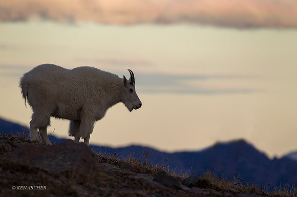 MNGT00228 - Mountain Goat