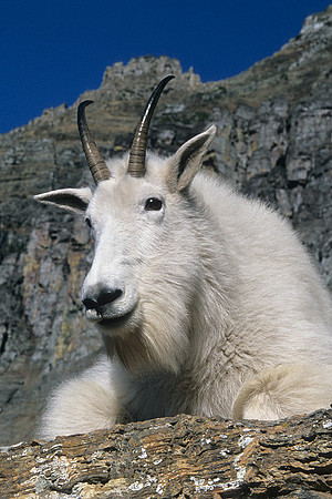 Mountain Goat Billy, Alpine Landscape - MNGT020759