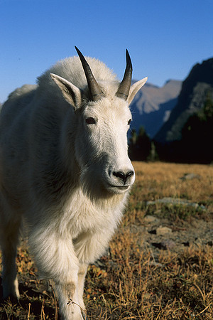 MNGT030107 Mountain Goat
