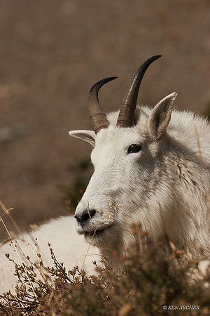 MNGT00052 - Mountain Goat