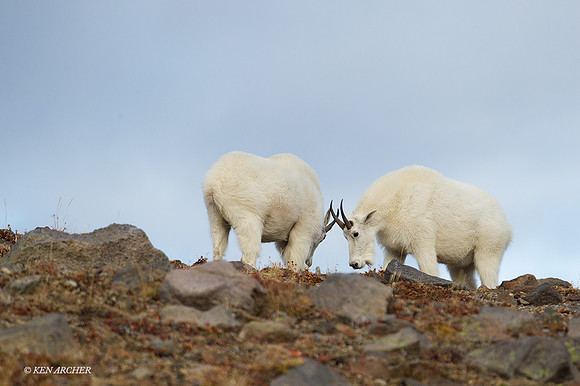 MNGT00148 - Mountain Goat