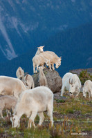 MNGT00089 - Mountain Goat