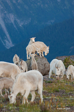 MNGT00089 - Mountain Goat